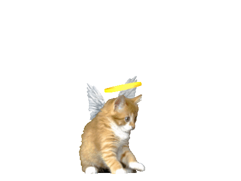 One Cat